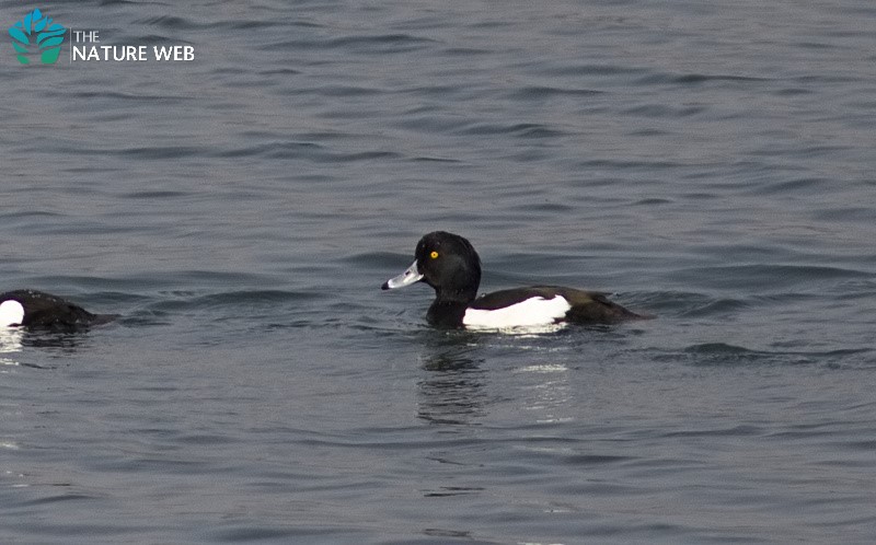 Tufted Duck